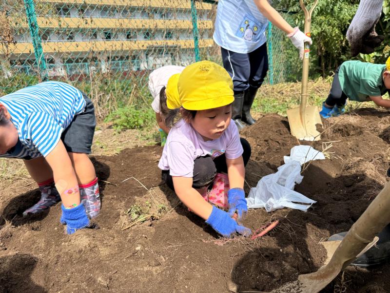 ＜おいもほりをしました＞